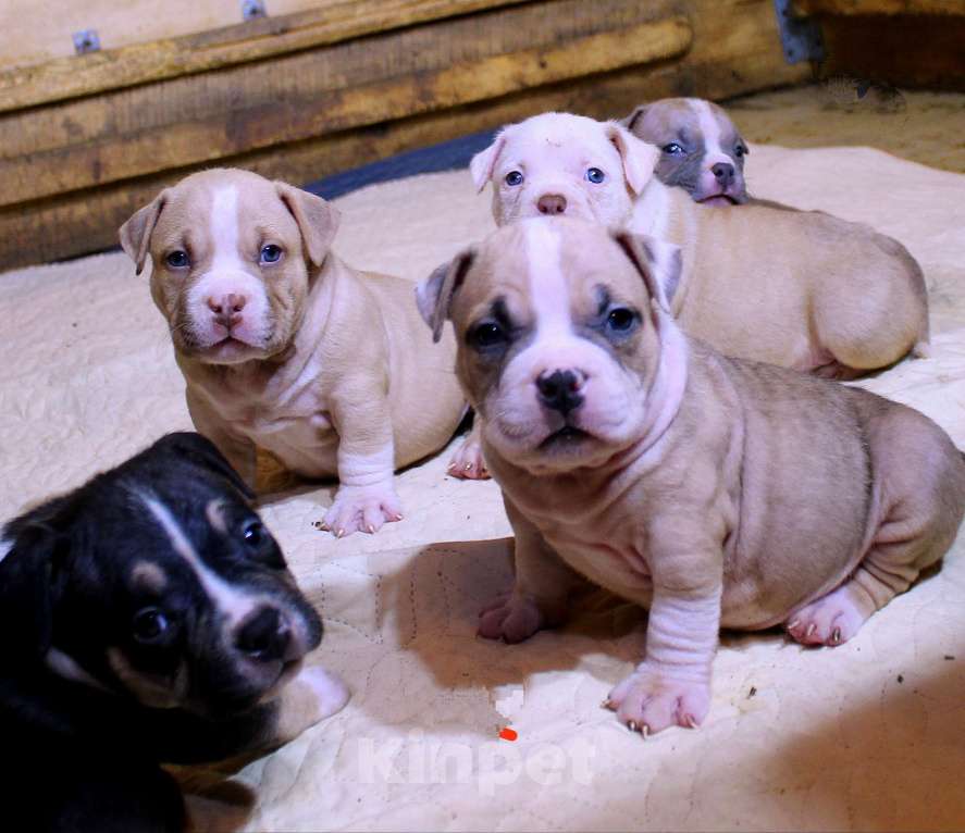 Собаки в Мурманске: Булли . Подрастают малыши. Разнополые, 70 000 руб. - фото 1