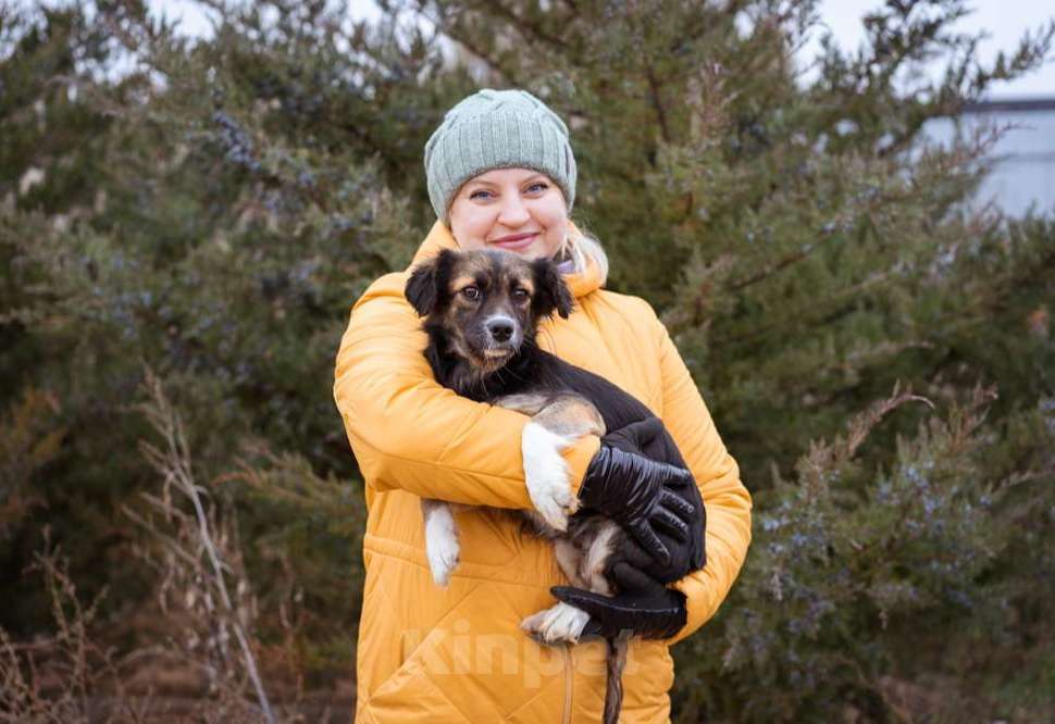 Собаки в Москве: Маленькая, скромная девочка живёт в приюте ищет дом Девочка, Бесплатно - фото 1