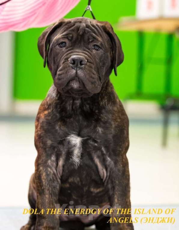 Собаки в Ханты-Мансийске: Щенок бульмастифа Девочка, Бесплатно - фото 4