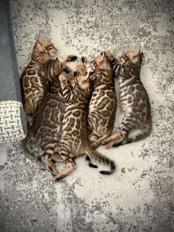 Кошки в Ижевске: Бенгальские котята  Мальчик, 25 000 руб. - фото 3