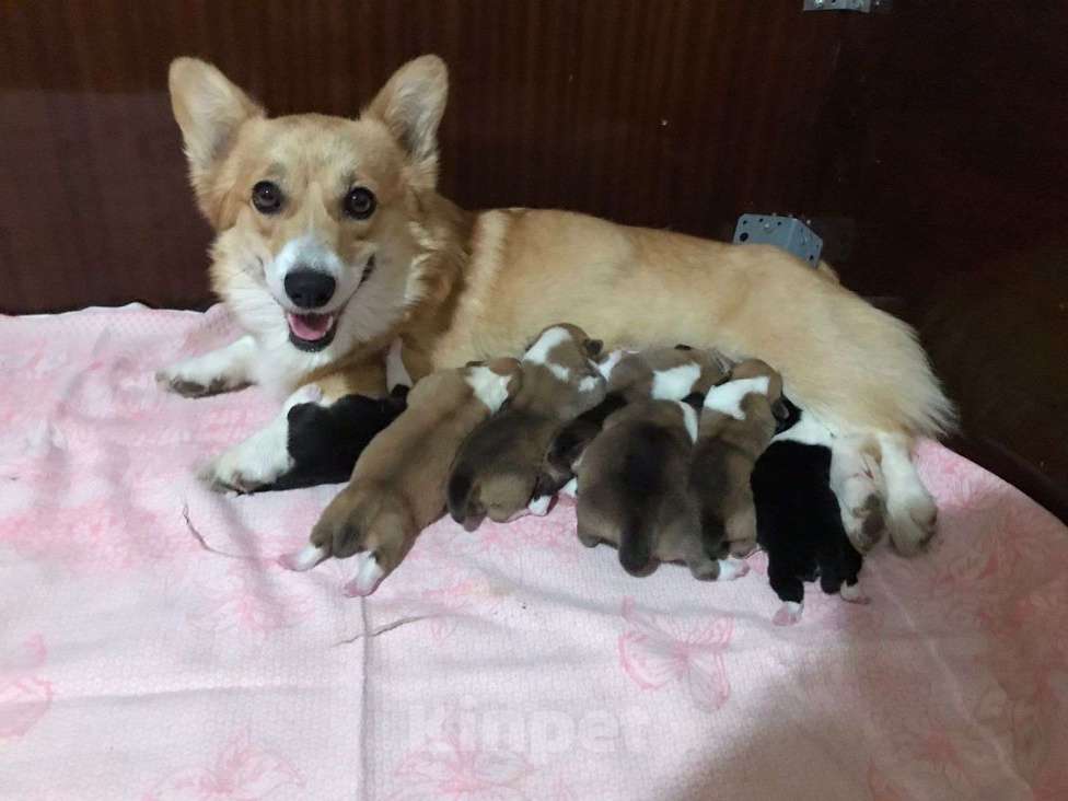 Собаки в Тихорецке: Щенки Вельш-корги-пемброк Мальчик, 60 000 руб. - фото 1