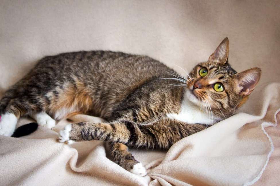 Кошки в Москве: Мадемуазель Матильда ищет дом Девочка, 1 руб. - фото 4