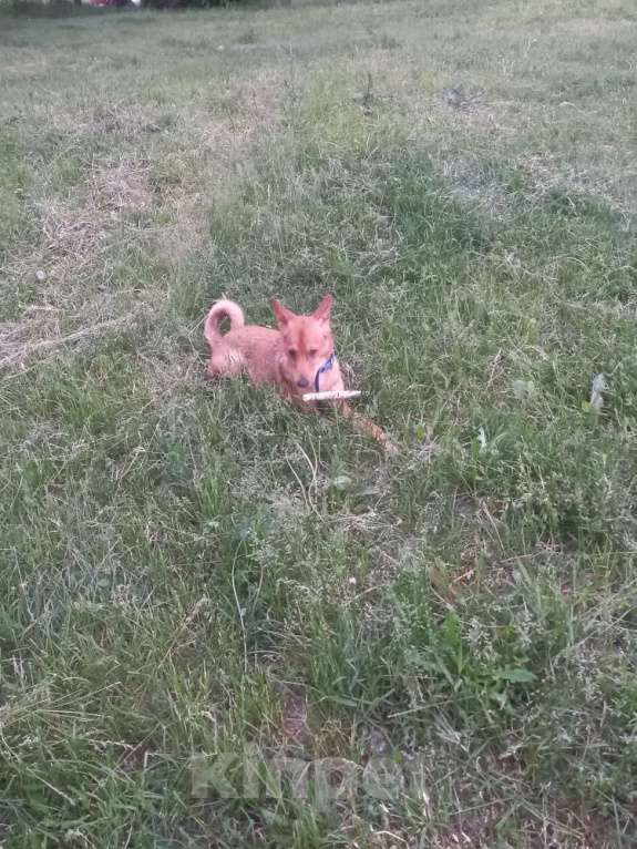 Собаки в Нижнем Новгороде: Ищем добрые руки Девочка, 1 руб. - фото 5