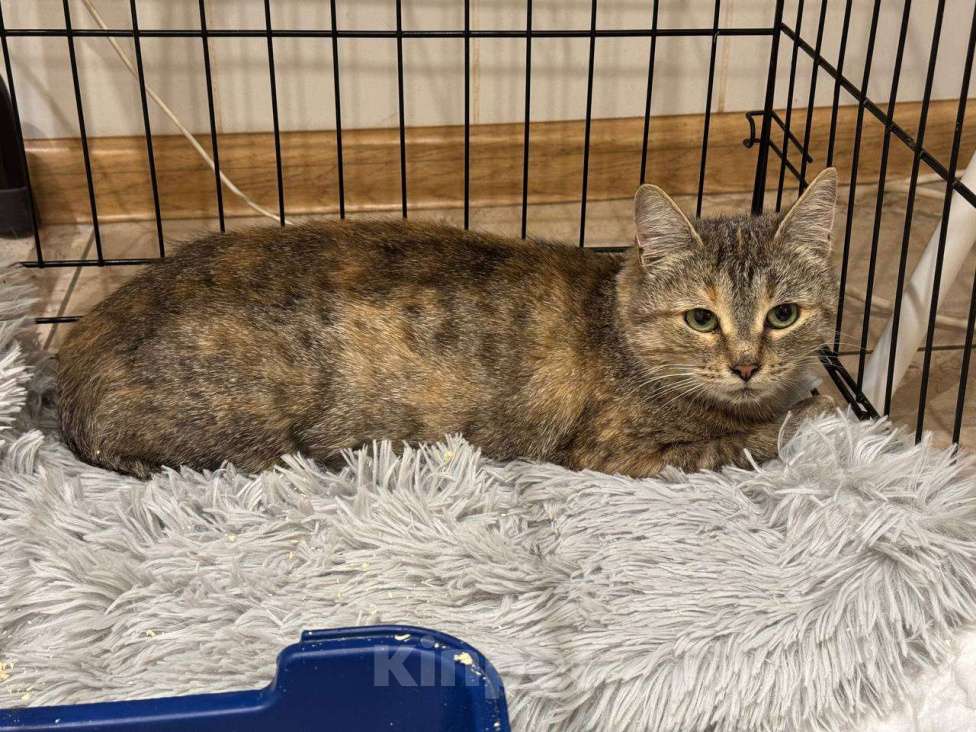 Кошки в Москве: Кошечка Лада в добрые руки Девочка, Бесплатно - фото 7