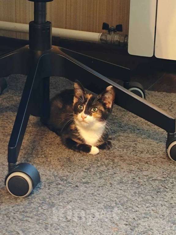 Кошки в Москве: Котенок Морковка – в самые добрые руки    Девочка, Бесплатно - фото 2