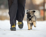 Собаки в Москве: Домашний щенок в добрые руки Мальчик, Бесплатно - фото 5