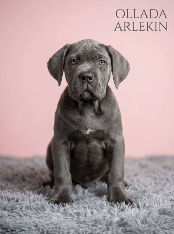 Собаки в Москве: Щенки кане корсо серого и черного окраса. Девочка, 100 000 руб. - фото 2