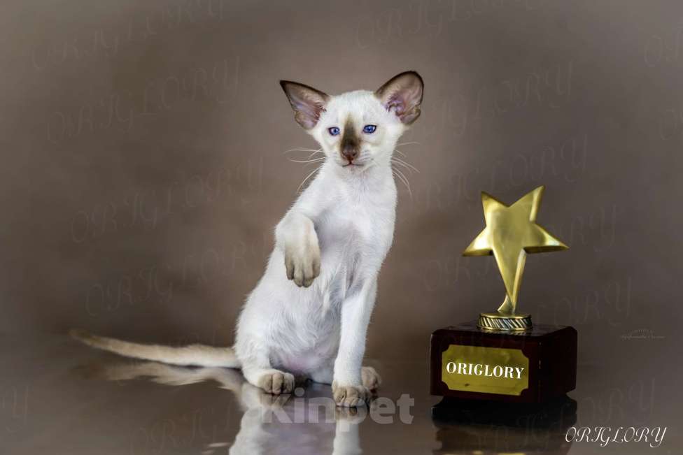 Кошки в Новокузнецке: Сиамский котенок Мальчик, 50 000 руб. - фото 1