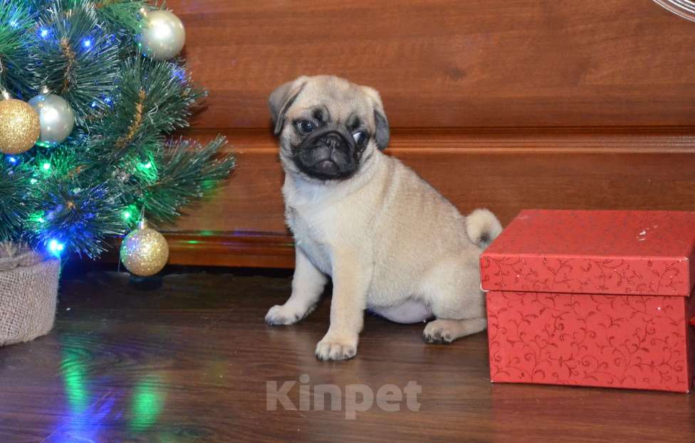 Собаки в Твери: Малышка мопса Девочка, 40 000 руб. - фото 3