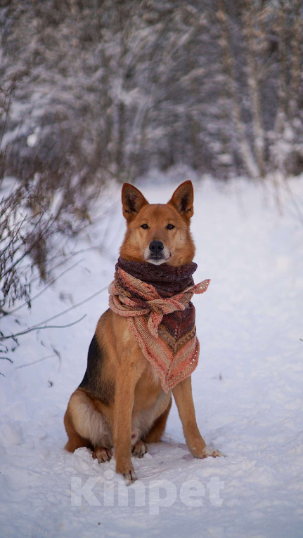 Собаки в Балашихе: Саливан — Хитрый Лис с сердцем из золота! Мальчик, Бесплатно - фото 1