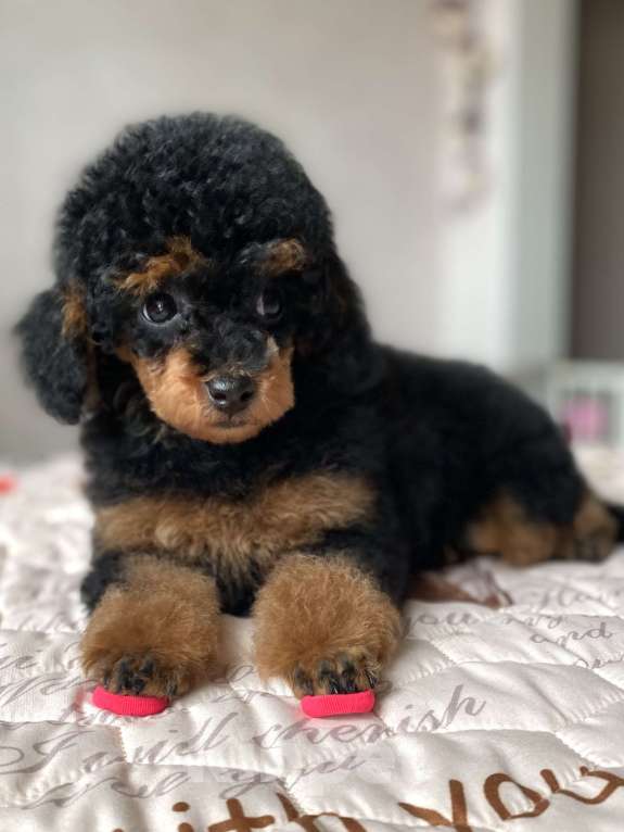 Собаки в Москве: Той пудель девочка Девочка, Бесплатно - фото 3