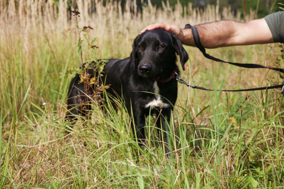 Собаки в Москве: Берта Девочка, Бесплатно - фото 11