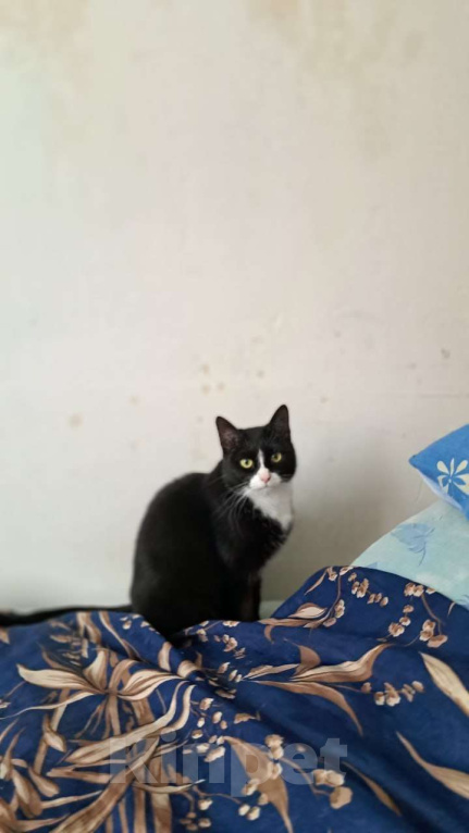 Кошки в Москве: Стешенька знает, как навести уют в доме Девочка, Бесплатно - фото 6