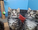 Кошки в Санкт-Петербурге: Котята 1,5 мс. Мальчики Мальчик, Бесплатно - фото 4