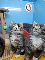 Кошки в Санкт-Петербурге: Котята 1,5 мс. Мальчики Мальчик, Бесплатно - фото 4