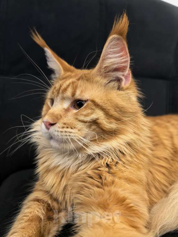 Кошки в Адыгейске: Мейн-кун котёнок мальчик 9 месяцев Мальчик, 45 000 руб. - фото 5