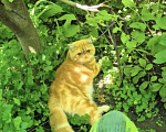 Кошки в Ростове-на-Дону: Котята короткошерстных персидских экзотов Мальчик, 25 000 руб. - фото 7