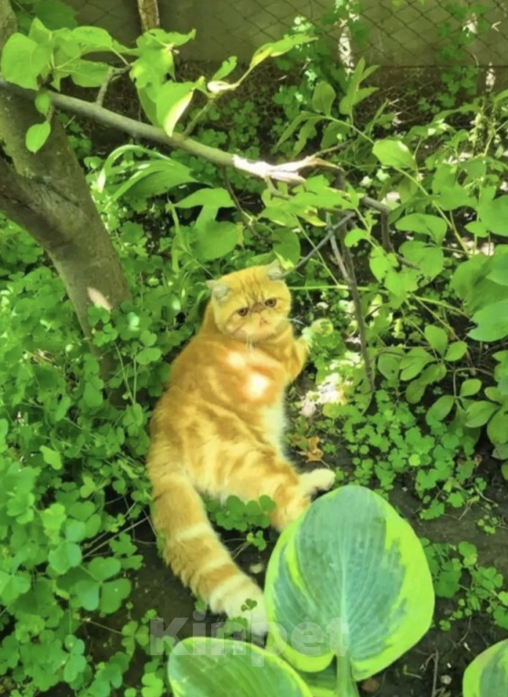 Кошки в Ростове-на-Дону: Котята короткошерстных персидских экзотов Мальчик, 25 000 руб. - фото 7