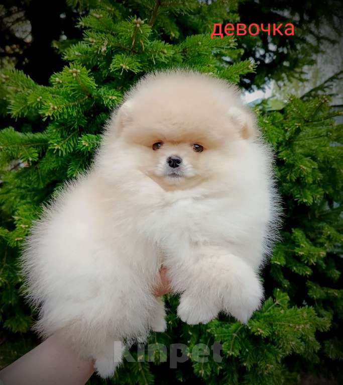 Собаки в Кемерово: Шпиц щенки Разнополые, Бесплатно - фото 4