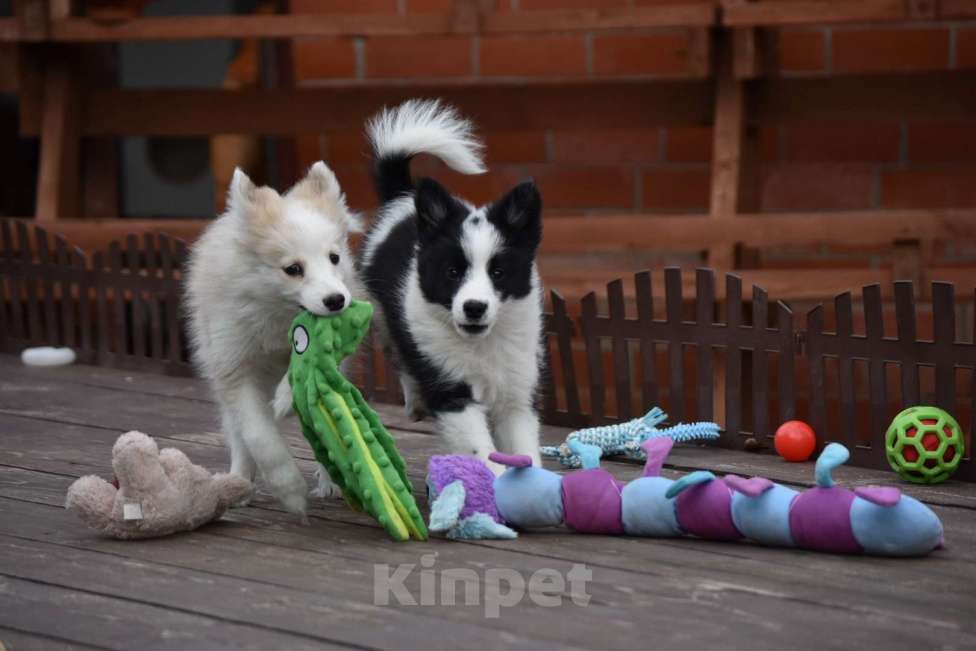 Собаки в Москве: Ненецкая оленегонная лайка, сука Дакота. Девочка, 60 000 руб. - фото 5