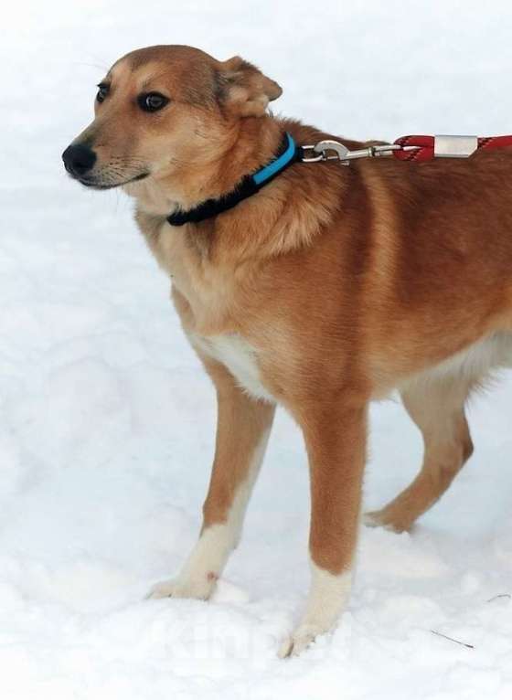 Собаки в Москве: Лисса. Верила и устала Девочка, 1 руб. - фото 2