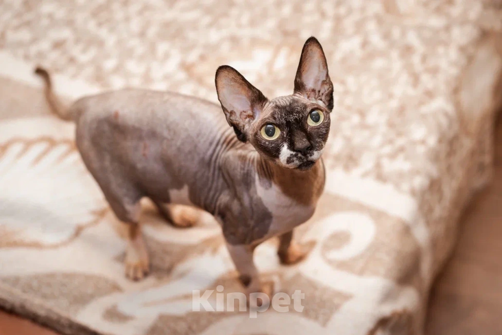 Кошки в Москве: Буся ищет любящую семью Девочка, Бесплатно - фото 1