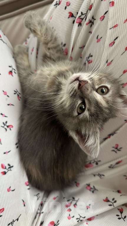 Кошки в Сочи: Отдам в добрые руки. Срочно! Девочка, Бесплатно - фото 3