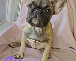 Собаки в Тюмени: Французский Бульдог щенки  Девочка, 45 000 руб. - фото 3