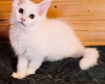 Кошки в Москве: Белый мальчик полидакт Мальчик, 50 000 руб. - фото 2