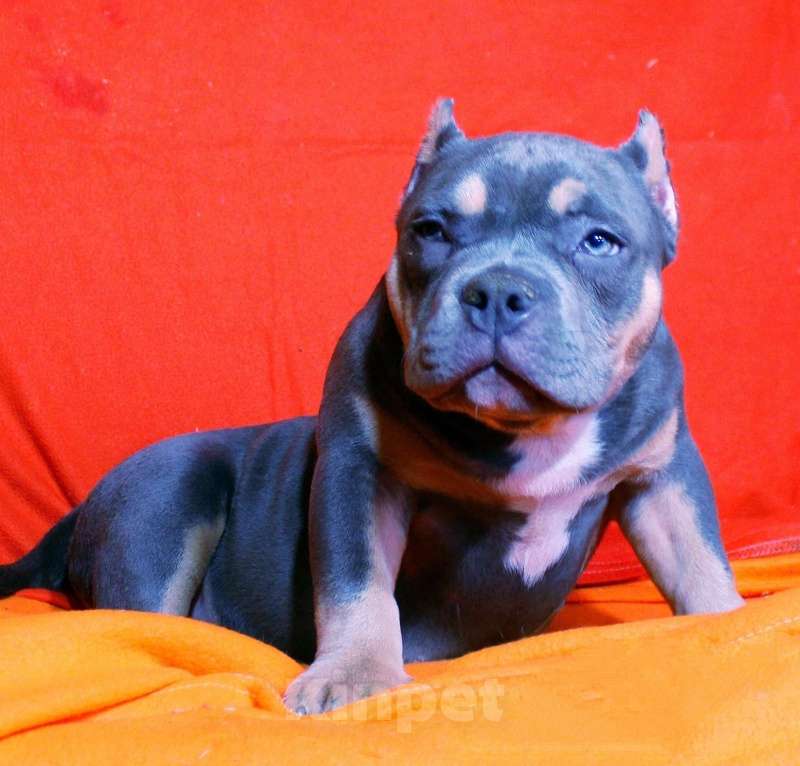 Собаки в Москве: Муся Девочка, 90 000 руб. - фото 3