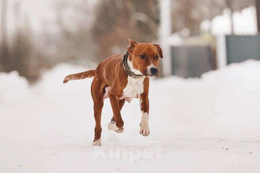 Собаки в других городах Московской области: Юнити стаффордшир из Якутска Девочка, Бесплатно - фото 4