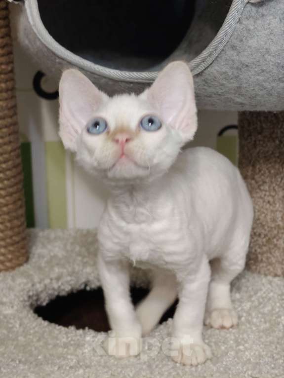 Кошки в Электростали: Мальчик Девон Рекс Мальчик, Бесплатно - фото 3