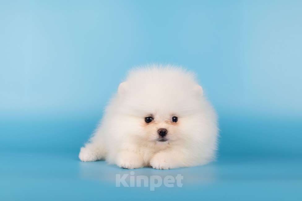 Собаки в Москве: Померанский той шпиц белого окраса Девочка, 45 000 руб. - фото 4