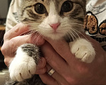 Кошки в Кисловодске: Отдам кошечку в добрые руки (г.Кисловодск) на вид месяца 2-3  очень ищем хороших хозяев для кошечки  Девочка, Бесплатно - фото 3