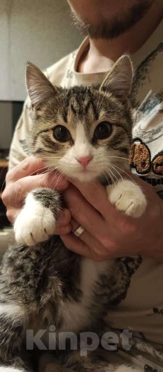 Кошки в Кисловодске: Отдам кошечку в добрые руки (г.Кисловодск) на вид месяца 2-3  очень ищем хороших хозяев для кошечки  Девочка, Бесплатно - фото 3