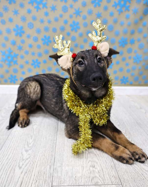 Собаки в Москве: Метис бельгийской овчарки (малинуа) бесплатно в Москве Девочка, Бесплатно - фото 6