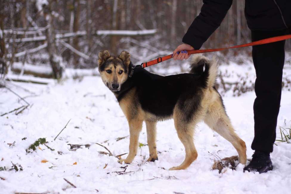 Собаки в Москве: Молоденький метис Спарки в добрые руки Мальчик, Бесплатно - фото 5