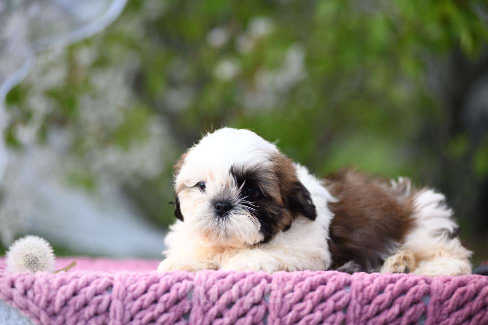 Собаки в Краснодаре: Девочка ши - тцу Девочка, Бесплатно - фото 1