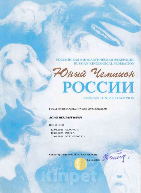 Собаки в Мытищах: Вязка Корги Кардиган(Юный Чемпион России) Мальчик, Бесплатно - фото 8