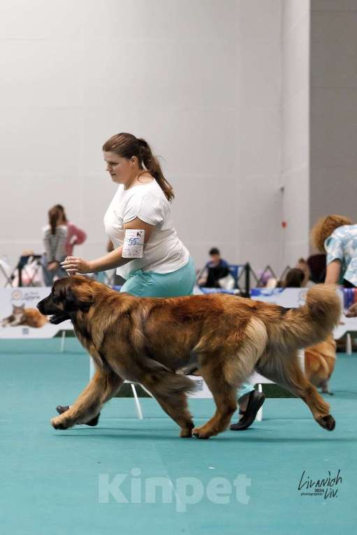Собаки в других городах Московской области: Ария Прайд Ермила Девочка, 130 000 руб. - фото 5