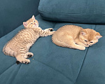 Кошки в Москве: Котята британской золотой шиншиллы ищут свою хозяйку Девочка, 25 000 руб. - фото 9