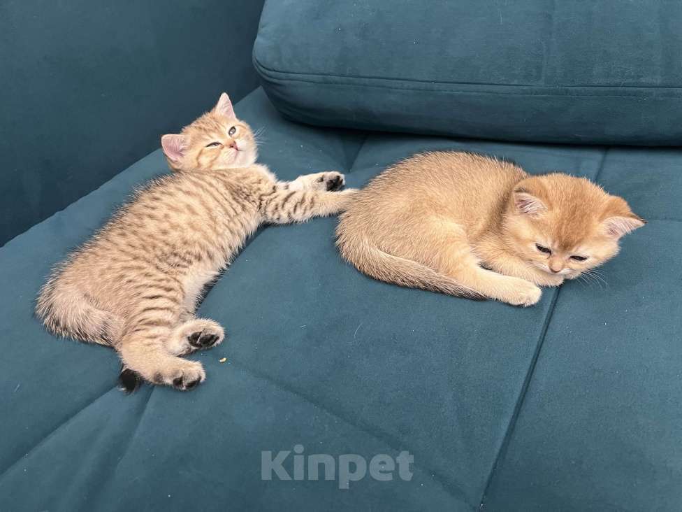 Кошки в Москве: Котята британской золотой шиншиллы ищут свою хозяйку Девочка, 25 000 руб. - фото 9