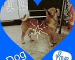 Собаки в Ижевске: Вязка чихуахуа, 1 руб. - фото 2