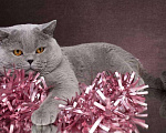 Кошки в Колпашево: Котята к Новому Году, 6 000 руб. - фото 10
