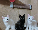 Кошки в Ипатово: Котята Мейн Кун, 20 000 руб. - фото 10