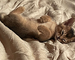 Кошки в Тамбове: Абиссинские котята Мальчик, 15 руб. - фото 6