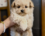 Собаки в Ростове-на-Дону: Мальтипу девочки Девочка, 70 000 руб. - фото 4