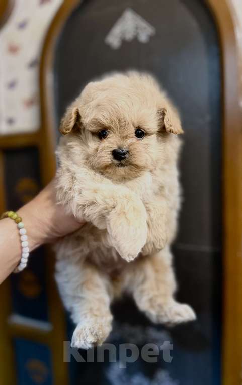 Собаки в Ростове-на-Дону: Мальтипу девочки Девочка, 70 000 руб. - фото 4