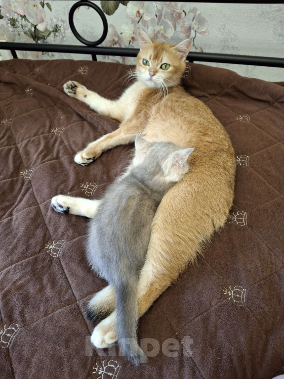 Кошки в Москве: Василиса Девочка, 37 000 руб. - фото 9