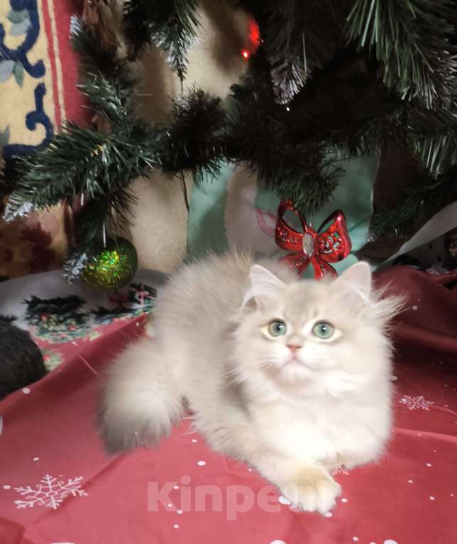 Кошки в Москве: Голубая золотая шиншилла  Мальчик, 40 000 руб. - фото 3